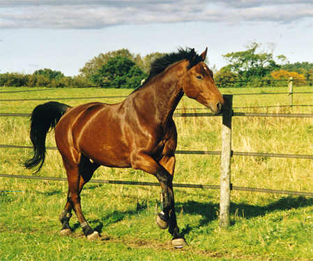 Holsteiner Pferd im Galopp