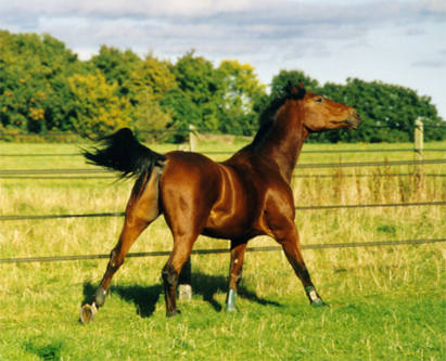 Holsteiner Pferd im Galopp