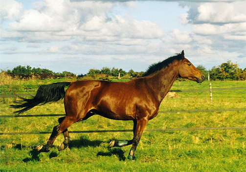 Holsteiner Pferd im Galopp