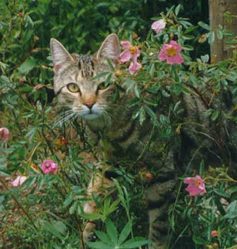 Lukas im Garten